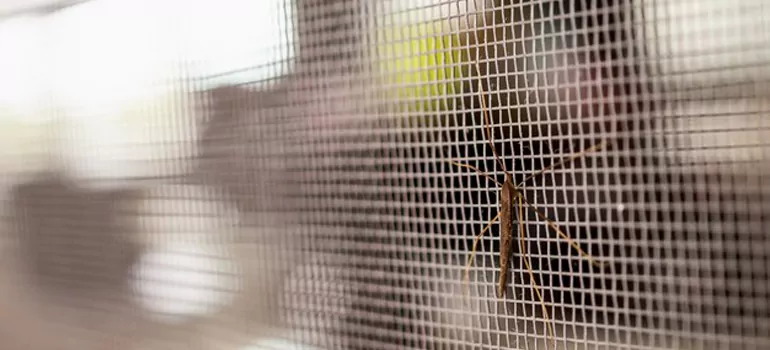 Repair Mosquito Mesh For Windows in Haines City, FL